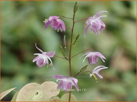 Epimedium &#039;Sasaki&#039; | Elfenbloem | Elfenblume