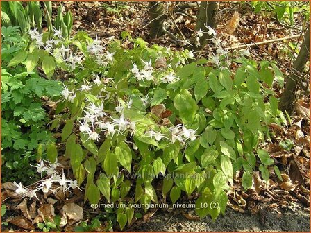 Epimedium youngianum &#039;Niveum&#039; | Elfenbloem | Zierliche Garten-Elfenblume