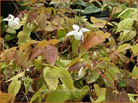 Epimedium youngianum &#039;Niveum&#039; | Elfenbloem | Zierliche Garten-Elfenblume