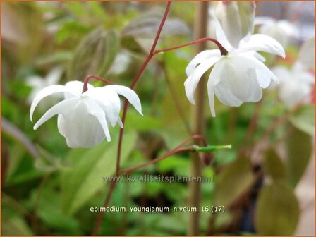 Epimedium youngianum &#039;Niveum&#039; | Elfenbloem | Zierliche Garten-Elfenblume