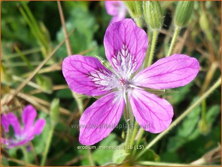 Erodium manescavii | Reigersbek | Pyren&auml;en Reiherschnabel | Manecau Erodium