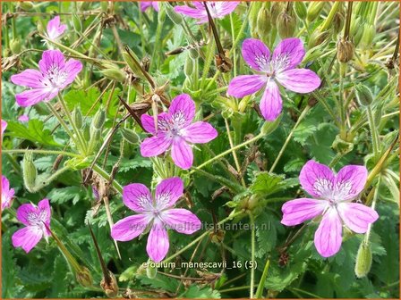 Erodium manescavii | Reigersbek | Pyren&auml;en Reiherschnabel