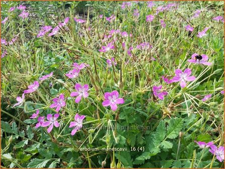 Erodium manescavii | Reigersbek | Pyren&auml;en Reiherschnabel