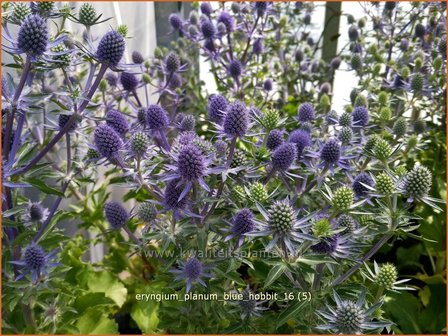 Eryngium planum &#039;Blue Hobbit&#039; | Blauwe distel, Kruisdistel | Flachbl&auml;ttriger Mannstreu