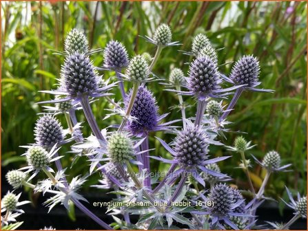 Eryngium planum &#039;Blue Hobbit&#039; | Blauwe distel, Kruisdistel | Flachbl&auml;ttriger Mannstreu