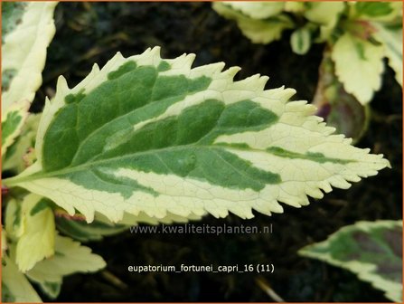 Eupatorium fortunei &#039;Capri&#039; | Koninginnekruid, Leverkruid | Wasserdost | Pei Lan