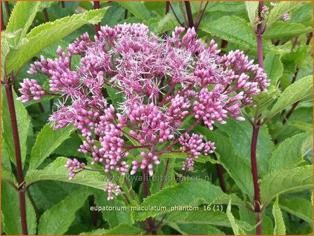 Eupatorium maculatum &#039;Phantom&#039; | Koninginnekruid, Leverkruid | Gefleckter Wasserdost