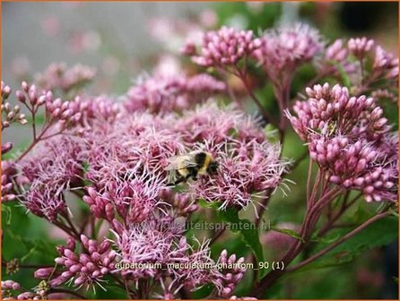 Eupatorium maculatum &#039;Phantom&#039; | Koninginnekruid, Leverkruid | Gefleckter Wasserdost