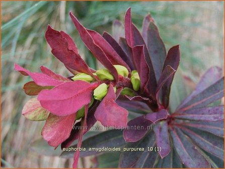 Euphorbia amygdaloides &#039;Purpurea&#039; | Amandelwolfsmelk, Wolfsmelk | Mandelbl&auml;ttrige Wolfsmilch