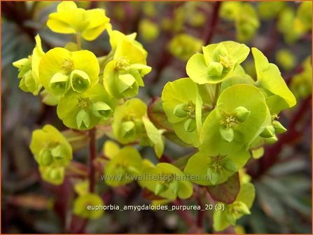 Euphorbia amygdaloides &#039;Purpurea&#039; | Amandelwolfsmelk, Wolfsmelk | Mandelbl&auml;ttrige Wolfsmilch