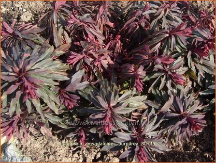 Euphorbia amygdaloides &#039;Purpurea&#039; | Amandelwolfsmelk, Wolfsmelk | Mandelbl&auml;ttrige Wolfsmilch