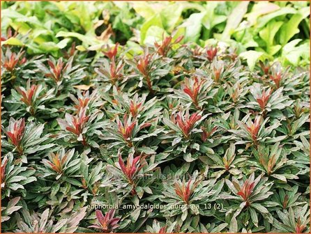 Euphorbia amygdaloides &#039;Purpurea&#039; | Amandelwolfsmelk, Wolfsmelk | Mandelbl&auml;ttrige Wolfsmilch