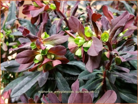 Euphorbia amygdaloides &#039;Purpurea&#039; | Amandelwolfsmelk, Wolfsmelk | Mandelbl&auml;ttrige Wolfsmilch