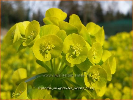 Euphorbia amygdaloides robbiae | Amandelwolfsmelk, Wolfsmelk | Mandelbl&auml;ttrige Wolfsmilch