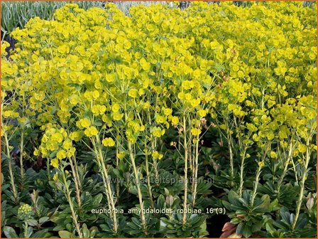 Euphorbia amygdaloides robbiae | Amandelwolfsmelk, Wolfsmelk | Mandelbl&auml;ttrige Wolfsmilch