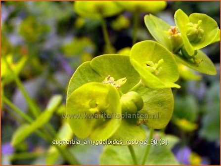 Euphorbia amygdaloides robbiae | Amandelwolfsmelk, Wolfsmelk | Mandelbl&auml;ttrige Wolfsmilch