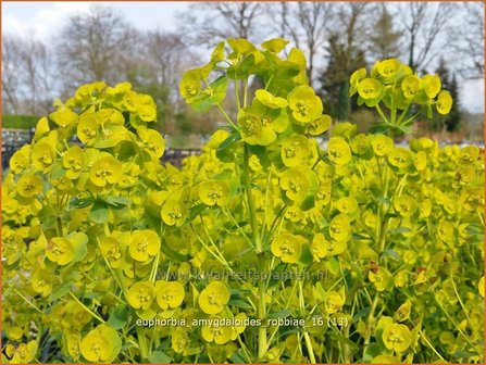 Euphorbia amygdaloides robbiae | Amandelwolfsmelk, Wolfsmelk | Mandelbl&auml;ttrige Wolfsmilch