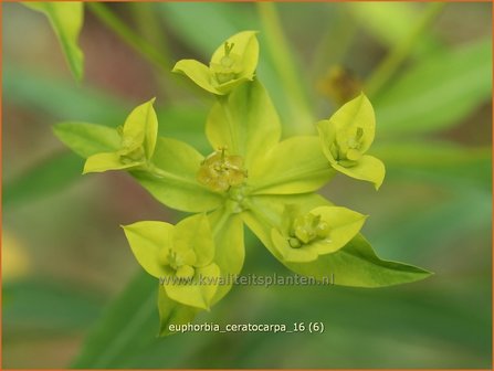 Euphorbia ceratocarpa | Wolfsmelk | Hornfr&uuml;chtige Wolfsmilch