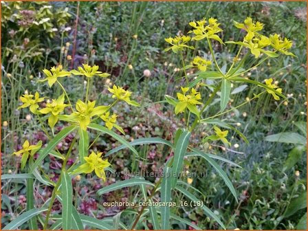 Euphorbia ceratocarpa | Wolfsmelk | Hornfr&uuml;chtige Wolfsmilch