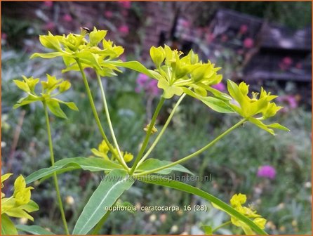 Euphorbia ceratocarpa | Wolfsmelk | Hornfr&uuml;chtige Wolfsmilch