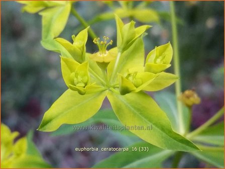 Euphorbia ceratocarpa | Wolfsmelk | Hornfr&uuml;chtige Wolfsmilch