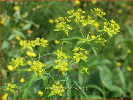 Euphorbia ceratocarpa | Wolfsmelk | Hornfr&uuml;chtige Wolfsmilch