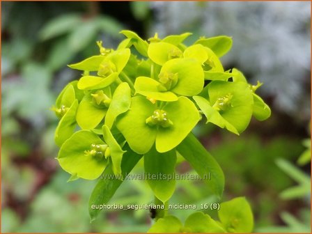 Euphorbia seguieriana niciciana | Wolfsmelk | Bl&auml;uliche Wolfsmilch