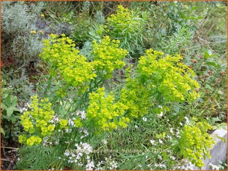 Euphorbia seguieriana niciciana | Wolfsmelk | Bl&auml;uliche Wolfsmilch