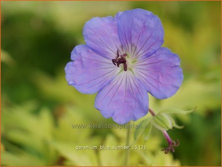 Geranium &#039;Blue Sunrise&#039; | Ooievaarsbek, Tuingeranium | Storchschnabel