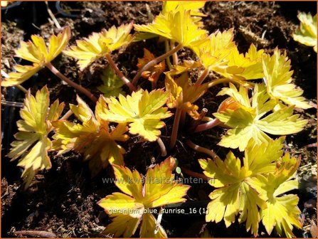 Geranium &#039;Blue Sunrise&#039; | Ooievaarsbek, Tuingeranium | Storchschnabel