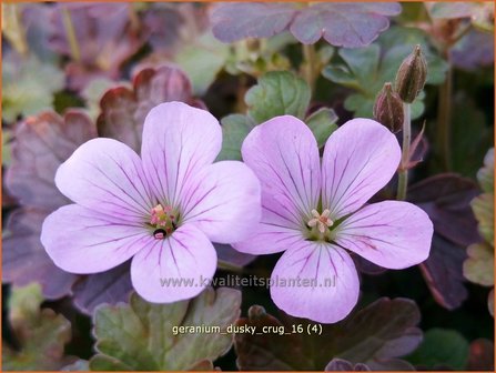 Geranium &#039;Dusky Crug&#039; | Ooievaarsbek, Tuingeranium | Storchschnabel