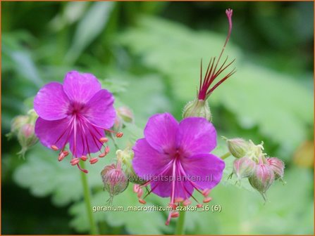 Geranium macrorrhizum &#039;Czakor&#039; | Ooievaarsbek, Tuingeranium | Balkan-Storchschnabel