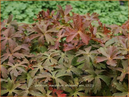 Geranium maculatum &#039;Elizabeth Ann&#039; | Gevlekte ooievaarsbek, Ooievaarsbek, Tuingeranium | Amerikanischer Storchschnabe