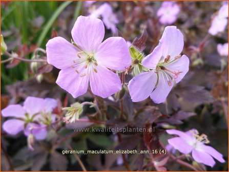 Geranium maculatum &#039;Elizabeth Ann&#039; | Gevlekte ooievaarsbek, Ooievaarsbek, Tuingeranium | Amerikanischer Storchschnabe