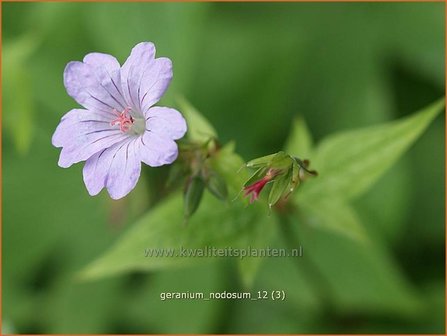 Geranium nodosum | Knopige ooievaarsbek, Ooievaarsbek, Tuingeranium | Bergwald-Storchschnabel