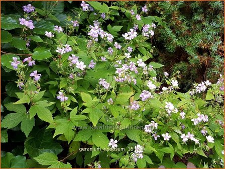 Geranium nodosum | Knopige ooievaarsbek, Ooievaarsbek, Tuingeranium | Bergwald-Storchschnabel