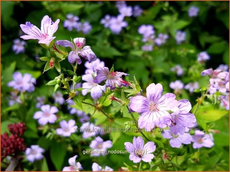 Geranium nodosum | Knopige ooievaarsbek, Ooievaarsbek, Tuingeranium | Bergwald-Storchschnabel