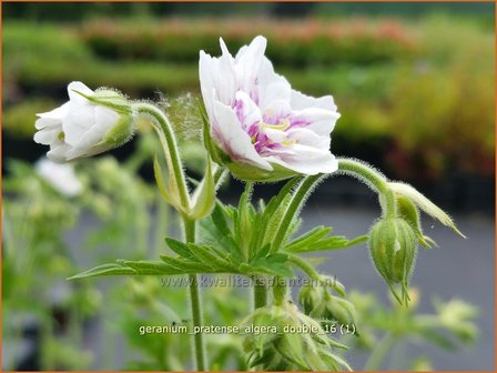 Geranium pratense &#039;Algera Double&#039; | Beemdooievaarsbek, Ooievaarsbek, Tuingeranium | Wiesen-Storchschnabel