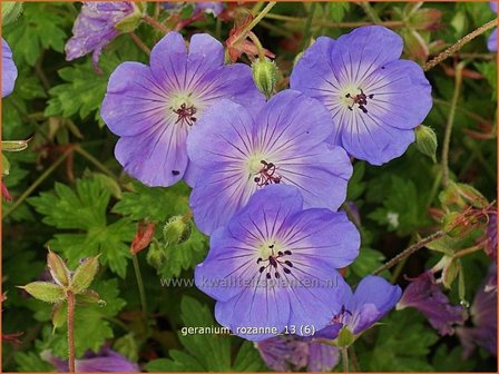 Geranium &#039;Rozanne&#039; | Ooievaarsbek, Tuingeranium | Storchschnabel