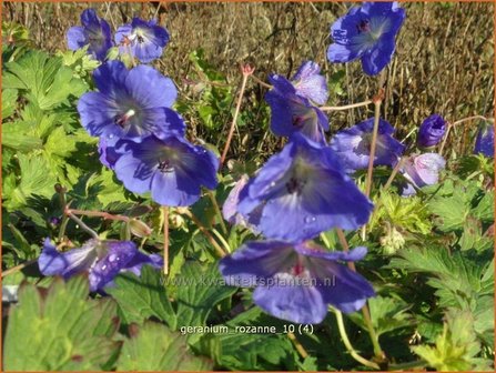 Geranium &#039;Rozanne&#039; | Ooievaarsbek, Tuingeranium | Storchschnabel