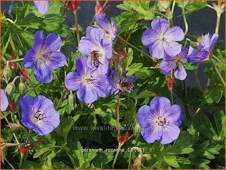 Geranium &#039;Rozanne&#039; | Ooievaarsbek, Tuingeranium | Storchschnabel