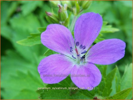 Geranium sylvaticum &#039;Bridget Lion&#039; | Bosooievaarsbek, Ooievaarsbek, Tuingeranium | Wald-Storchschnabel