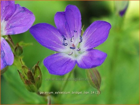 Geranium sylvaticum &#039;Bridget Lion&#039; | Bosooievaarsbek, Ooievaarsbek, Tuingeranium | Wald-Storchschnabel