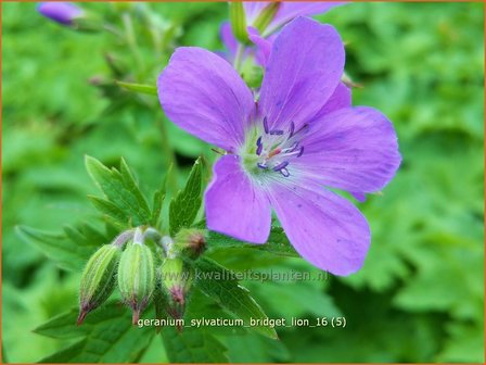 Geranium sylvaticum &#039;Bridget Lion&#039; | Bosooievaarsbek, Ooievaarsbek, Tuingeranium | Wald-Storchschnabel