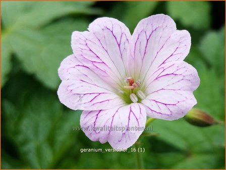 Geranium versicolor | Ooievaarsbek, Tuingeranium | Ver&auml;nderlicher Storchschnabel