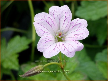 Geranium versicolor | Ooievaarsbek, Tuingeranium | Ver&auml;nderlicher Storchschnabel