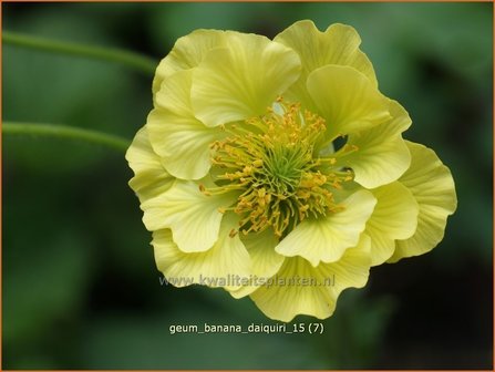 Geum &#039;Banana Daiquiri&#039; | Nagelkruid | Nelkenwurz