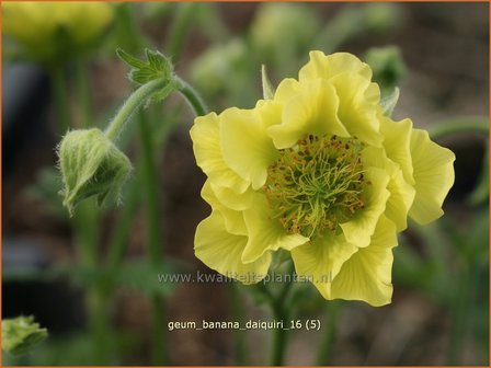 Geum &#039;Banana Daiquiri&#039; | Nagelkruid | Nelkenwurz