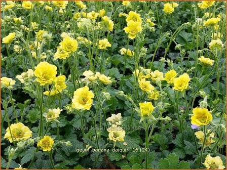 Geum &#039;Banana Daiquiri&#039; | Nagelkruid | Nelkenwurz