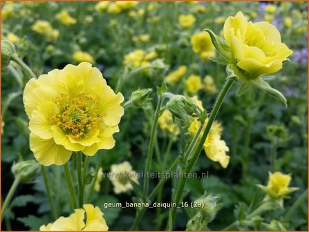 Geum &#039;Banana Daiquiri&#039; | Nagelkruid | Nelkenwurz